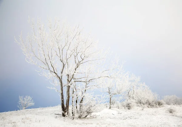 Piękne drzewa w zimie mróz — Zdjęcie stockowe