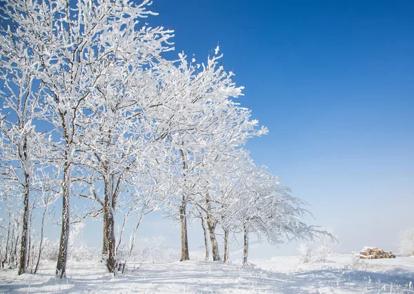 Beautiful trees in winter frost — Stock Photo, Image