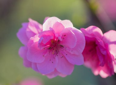 Bahar bahçesinde şeftali çiçekleri