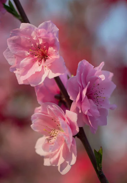 Peach blossoms in the spring garden — Stock Photo, Image