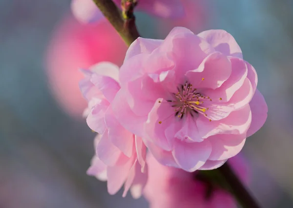 春の庭に桃の花 — ストック写真