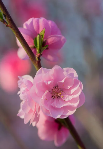 Peach blossoms in the spring garden — Stock Photo, Image