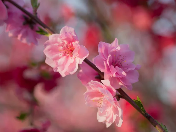 Peach blossoms in the spring garden — Stock Photo, Image