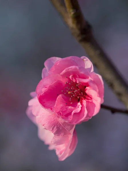 Peach blossoms in the spring garden — Stock Photo, Image