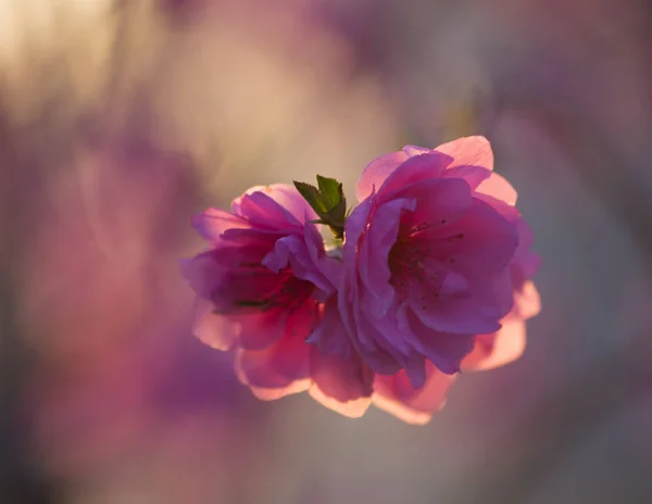 Peach blossoms in the spring garden — Stock Photo, Image