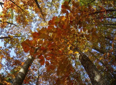 Aygea 'da sonbaharda Red Oak Korusu