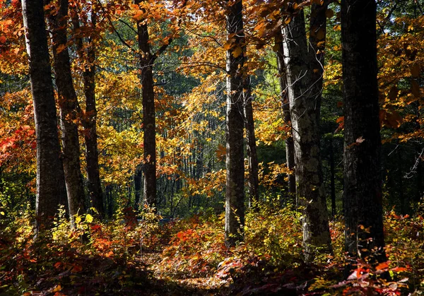 Red Oak Grove in autumn in Adygea — Stock Photo, Image