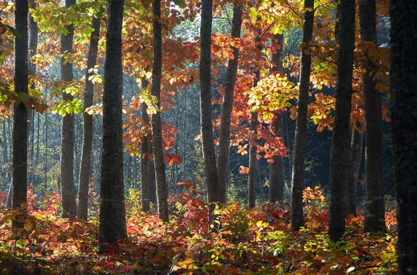 Red Oak Grove in autumn in Adygea — Stock Photo, Image