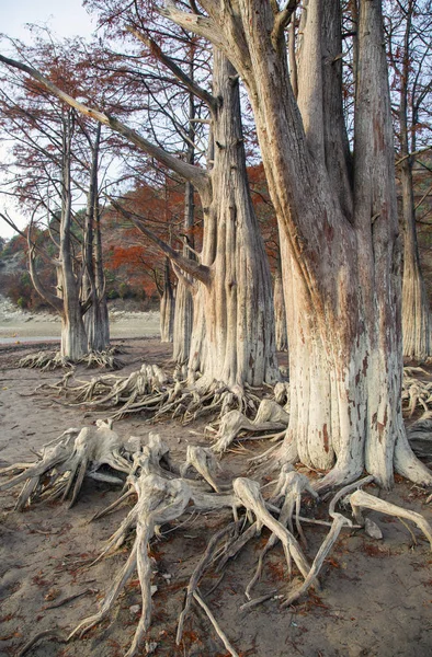 Árvores Grove Cypress em Sukko Outono — Fotografia de Stock