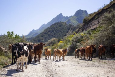Dağıstan 'daki dağ yolunda inekler var.