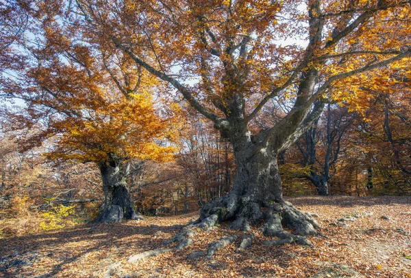 Golden autumn in a beech forest on a sunny day in Crimea — Stock Photo, Image