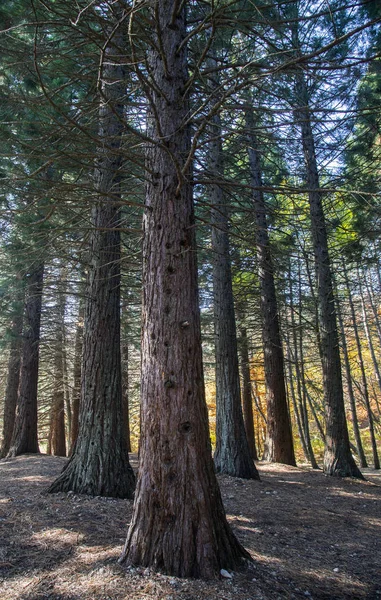 El bosque Sequoia en el día soleado en la Crimea — Foto de Stock