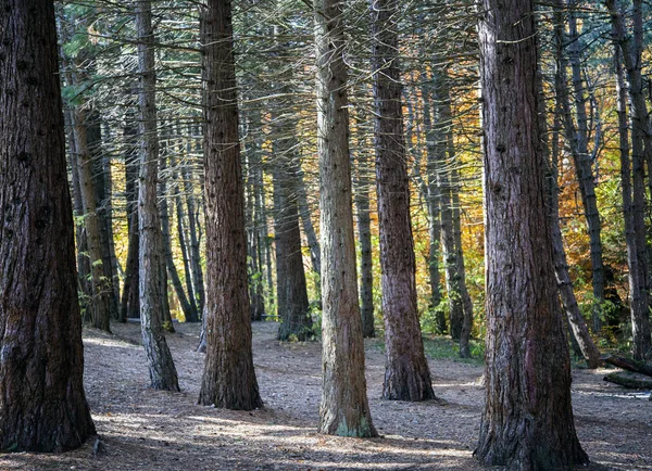 El bosque Sequoia en el día soleado en la Crimea — Foto de Stock
