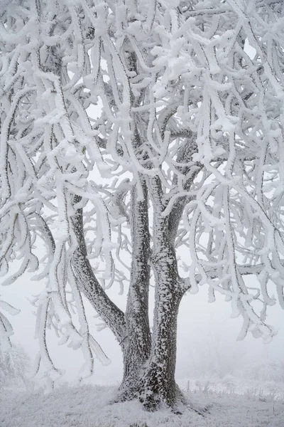 Drzewo w mrozie zimą we mgle — Zdjęcie stockowe