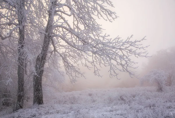 Träd i rimfrost på vintern i dimman — Stockfoto