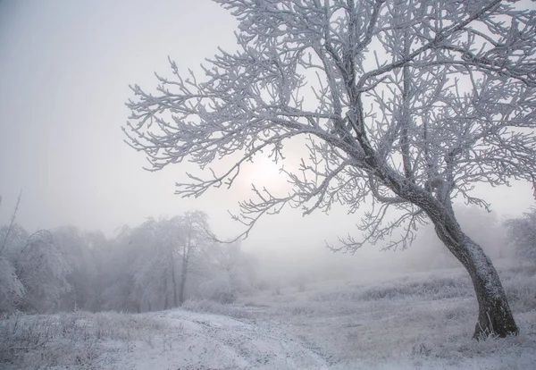 Fa a homokfagy télen a ködben — Stock Fotó