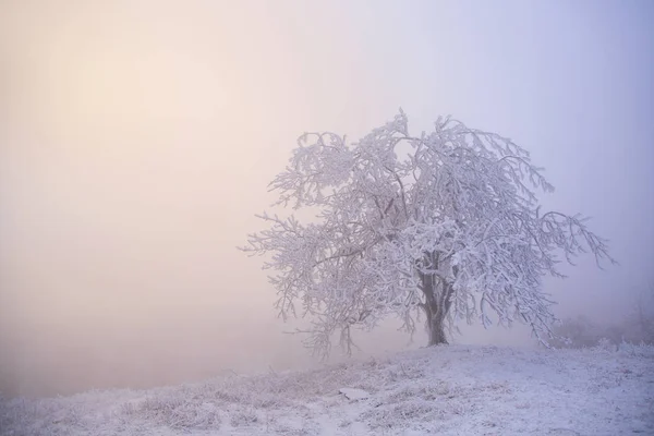 Träd i rimfrost på vintern i dimman — Stockfoto
