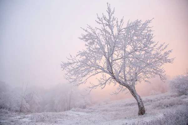 Träd i rimfrost på vintern i dimman — Stockfoto