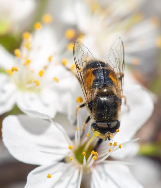 Baharın başında çiçek açan ilk ağaçlarda bir beyefendi sargılandı.