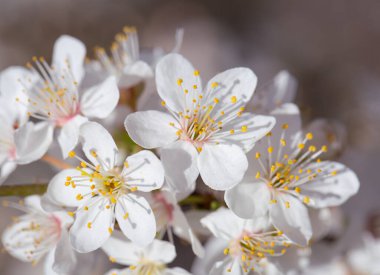 Baharın erken saatlerinde çiçek açan ağaçların narin güzelliği