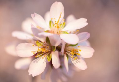 Baharın erken saatlerinde çiçek açan ağaçların narin güzelliği