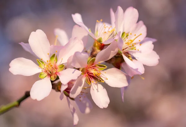 Tender Beauty Flowering Trees Early Spring — Stock Photo, Image