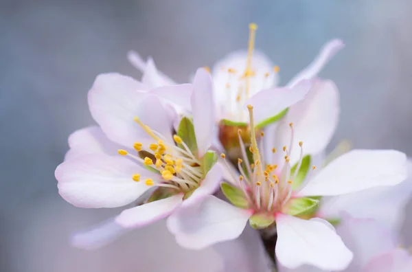 Tierna Belleza Los Árboles Florecientes Principios Primavera —  Fotos de Stock