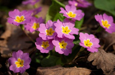 Pembe çuha çiçeği ilkbaharın başlarında ormanda açar.