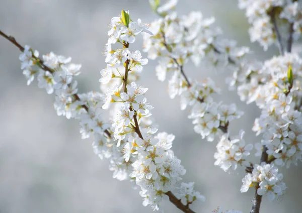 Plum Blossomed Garden Early Spring — Stock Photo, Image