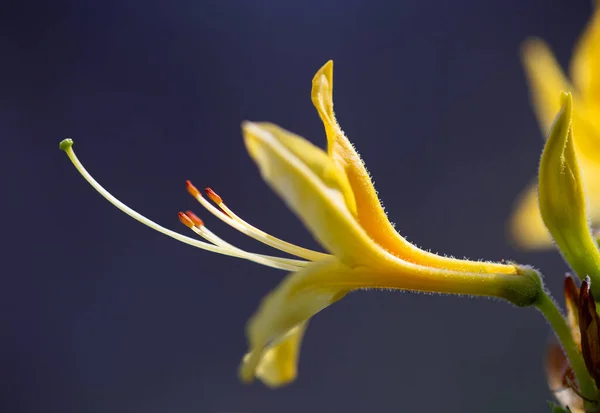 Sarı Rhododendronlar Ilkbaharın Başlarında Ormanda Çiçek Açtı — Stok fotoğraf