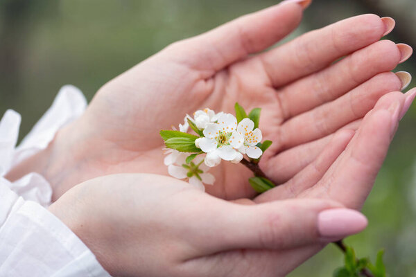 White flowers on fruit trees in tender, female hands