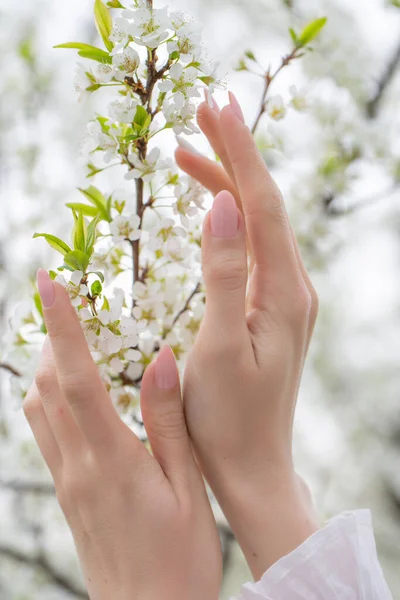 White Flowers Fruit Trees Tender Female Hands — Stock Photo, Image