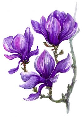 Manolya çiçek beyaz bir arka plan üzerine açık renklerle boyalı şube