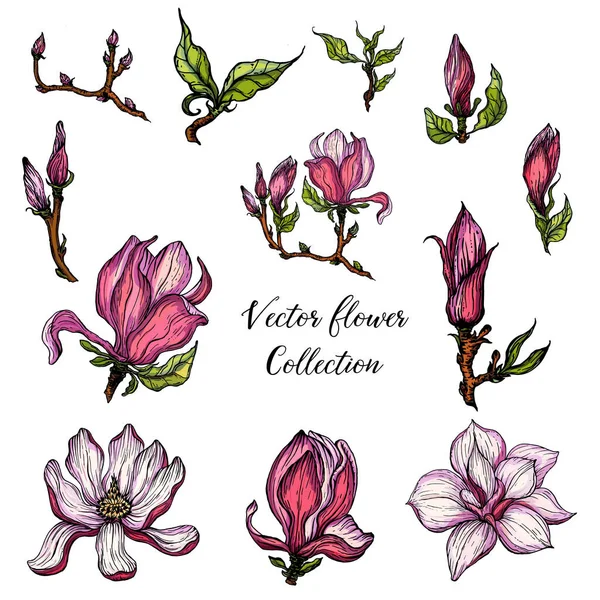 Vector heldere bloem collectie van Magnolia bloemen en knoppen — Stockvector