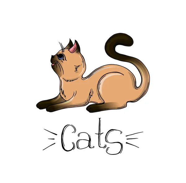 Векторный Рисунок Сиамской Кошки Лицензионные Стоковые Иллюстрации