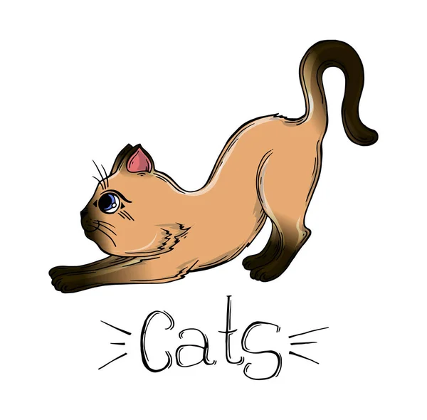 Vector Drawing Siamese Cat — Stock Vector