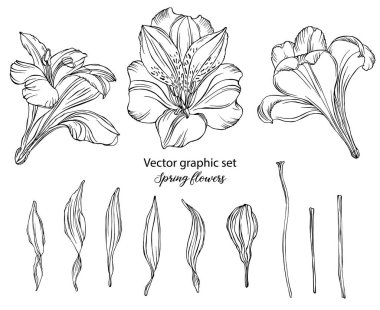 Vektör grafik seti. Bahar çiçekleri