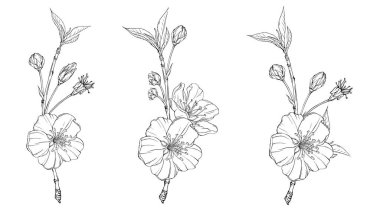 bahar çiçekleri çiçek açan dallar