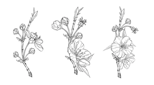 Jarní květinová grafická květinová větev — Stockový vektor