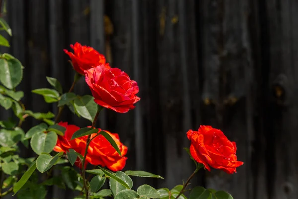 Дикі квіти Роуз — стокове фото