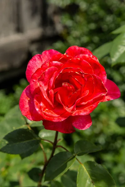 Flor de rosa selvagem — Fotografia de Stock