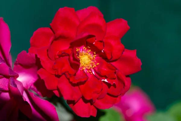 Hermosa flor de rosa roja —  Fotos de Stock