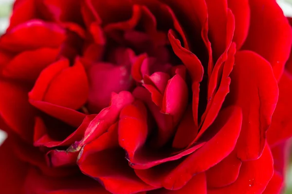 Hermosa flor de rosa roja —  Fotos de Stock