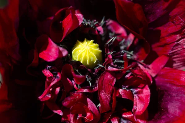 Fiore di papavero rosso — Foto Stock