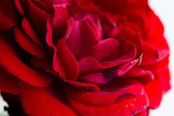 Bela flor rosa vermelha — Fotografia de Stock