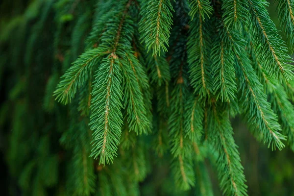 Abeto verde —  Fotos de Stock