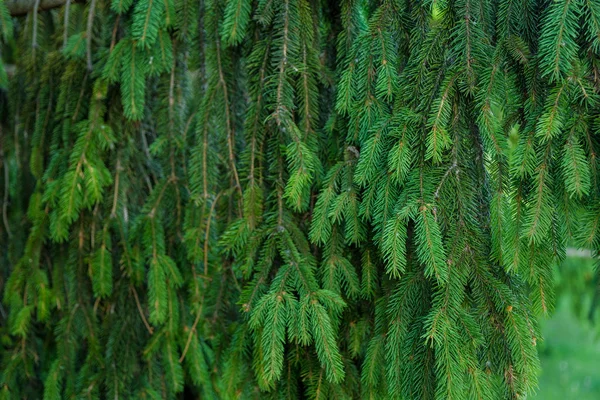 Gröna GranTree — Stockfoto