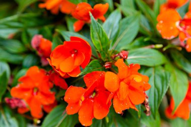 Bush güzel çiçekler