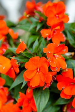 Bush güzel çiçekler