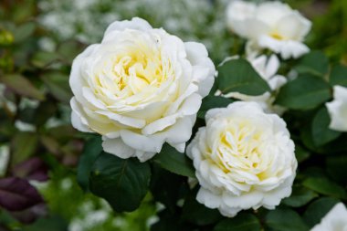 yabani gül çiçekleri